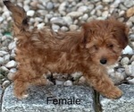 Small #2 Yo-Chon