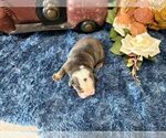 Small English Bulldog