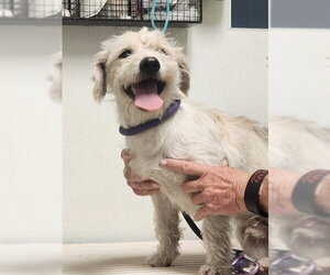 Parson Russell Terrier Dogs for adoption in Bakersfield, CA, USA