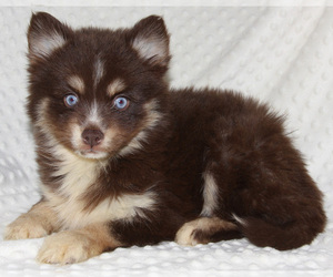 Pomsky Puppy for Sale in DENTON, Texas USA