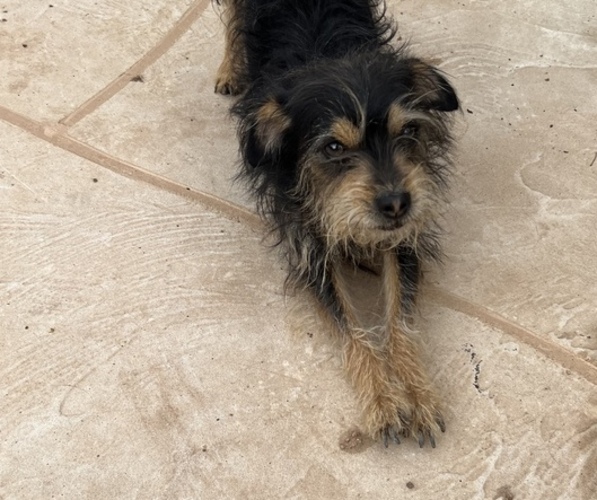 Medium Photo #3 Mutt Puppy For Sale in GILBERT, AZ, USA