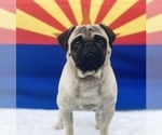 Small Photo #1 Pug Puppy For Sale in SCOTTSDALE, AZ, USA
