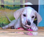 Small #1 Labrador Retriever Mix