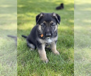 German Shepherd Dog Puppy for sale in WEST LIBERTY, IA, USA