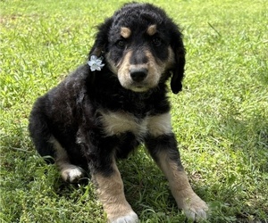 Golden Mountain Doodle Puppy for sale in TULSA, OK, USA