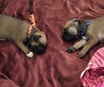 Small #11 Rhodesian Ridgeback