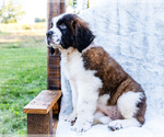 Small #2 Saint Bernard