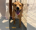 Small American Pit Bull Terrier Mix