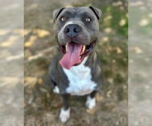 Mutt Dogs for adoption in Riverside, CA, USA
