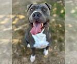 BRUCE - Male Mutt Dog for Adoption - Small photo