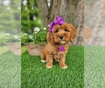 Small #2 Goldendoodle-Poodle (Miniature) Mix