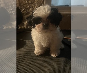 Shih Tzu Puppy for sale in SANGER, CA, USA