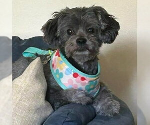 Ivy - Female Shih Tzu-Unknown Mix Dog for Adoption - Photo #2