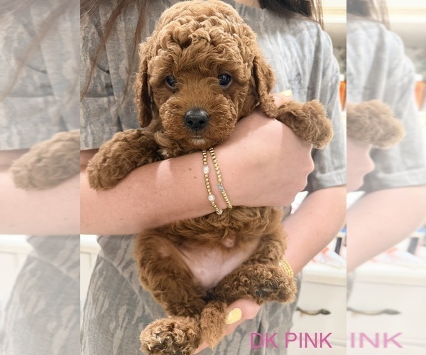 Medium Photo #2 Goldendoodle (Miniature) Puppy For Sale in HAMILTON, AL, USA