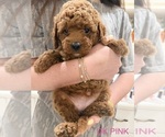 Small #1 Goldendoodle (Miniature)