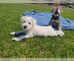 Small #7 Schnauzer (Miniature)