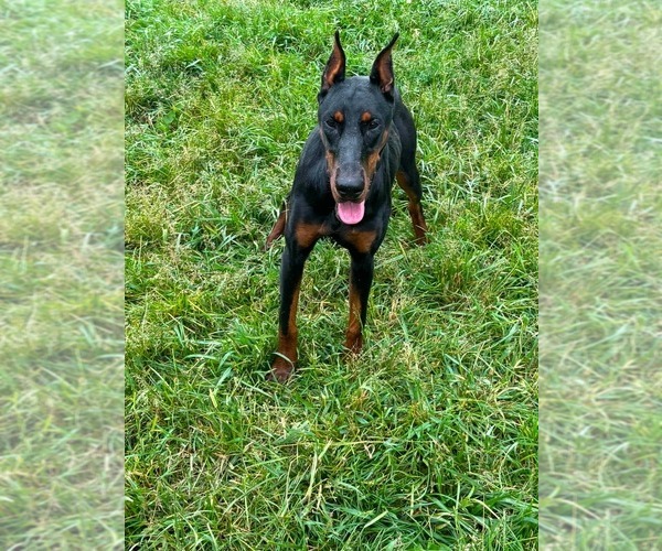 Medium Photo #3 Doberman Pinscher Puppy For Sale in WARSAW, IN, USA