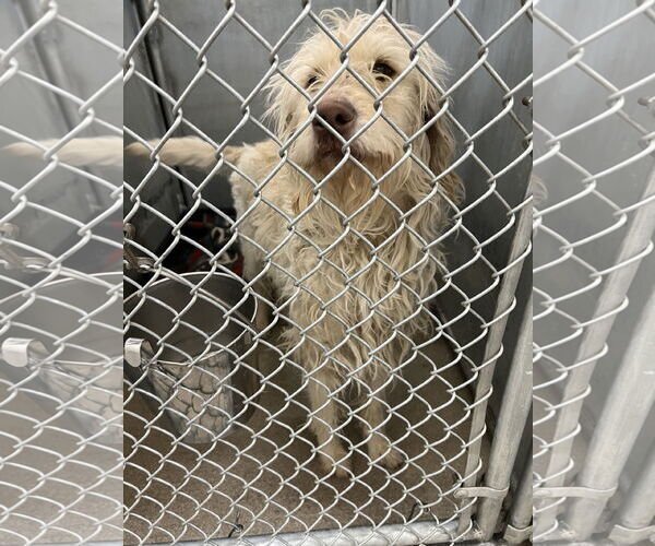 Medium Photo #4 Mutt Puppy For Sale in San Diego, CA, USA