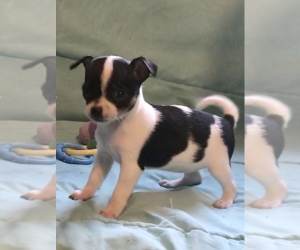 Medium Photo #9 Chihuahua Puppy For Sale in BLACKSTONE, VA, USA