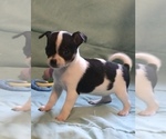 Small Photo #9 Chihuahua Puppy For Sale in BLACKSTONE, VA, USA