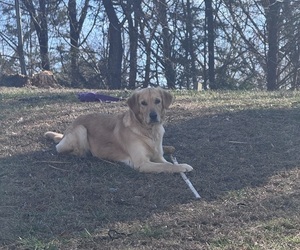 Mother of the Goldendoodle puppies born on 03/06/2026