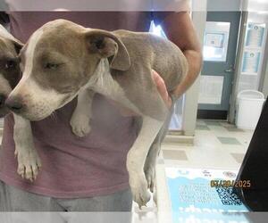 Medium American Pit Bull Terrier Mix