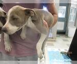 Small American Pit Bull Terrier Mix