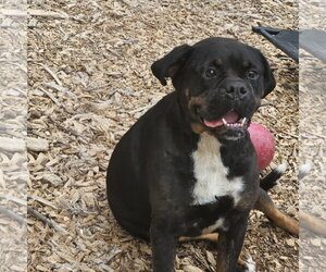 Wiggles - Female Bulldog Dog for Adoption - Photo #4