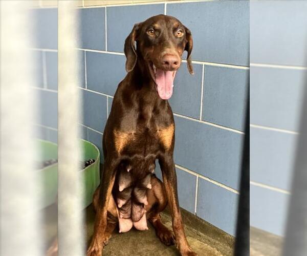 Medium Photo #1 Doberman Pinscher Puppy For Sale in Norco, CA, USA