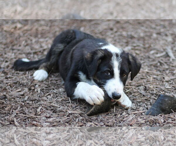 Medium Photo #2 Border Collie-Unknown Mix Puppy For Sale in Paso Robles, CA, USA