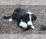 Small #1 Border Collie Mix