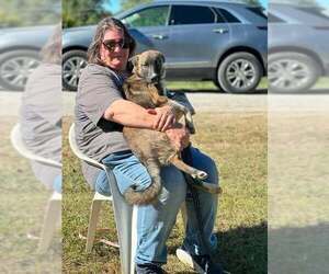 Owens : Forrest - Male German Shepherd Dog-Unknown Mix Dog for Adoption - Photo #3