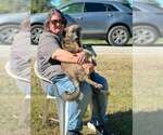 Small Photo #3 German Shepherd Dog-Unknown Mix Puppy For Sale in Aurora, IN, USA
