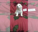 Small Photo #15 Great Pyrenees Puppy For Sale in ALTAVISTA, VA, USA