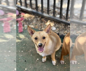 Rat Terrier-Unknown Mix Dogs for adoption in Jackson, MS, USA