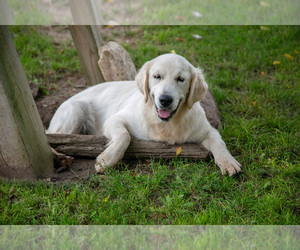 Golden Retriever Puppy for sale in ROCHESTER, IN, USA