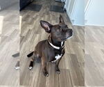 Small #15 American Pit Bull Terrier Mix