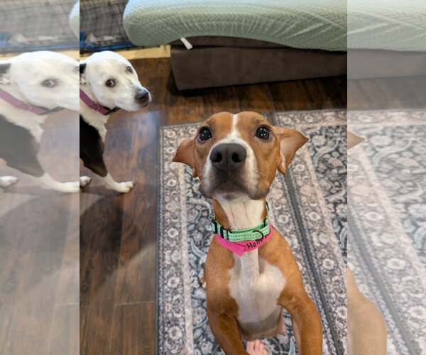 Medium Photo #7 Beagle-Unknown Mix Puppy For Sale in Shermans Dale, PA, USA