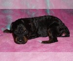 black phantom - Female Miniature Labradoodle Puppy for Sale - Small photo