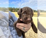 Puppy Archer Aussiedoodle