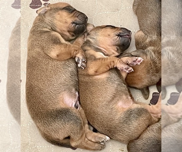 Medium Photo #2 Rhodesian Ridgeback Puppy For Sale in FAIRPLAY, CO, USA