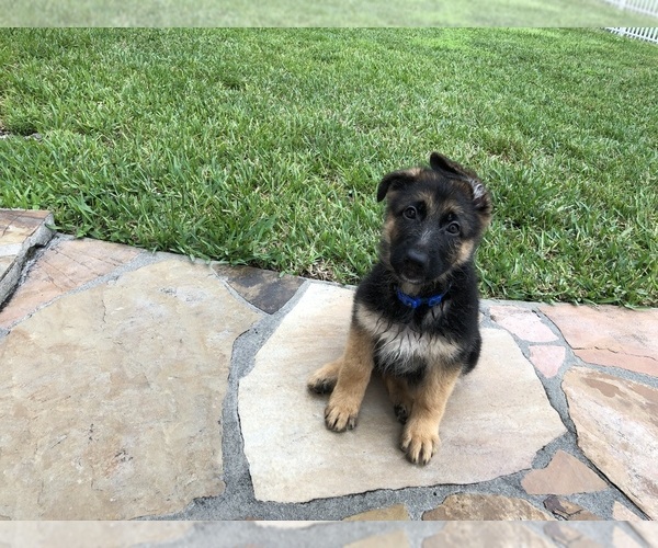 Medium Photo #7 German Shepherd Dog Puppy For Sale in HIALEAH, FL, USA