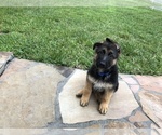 Small Photo #7 German Shepherd Dog Puppy For Sale in HIALEAH, FL, USA