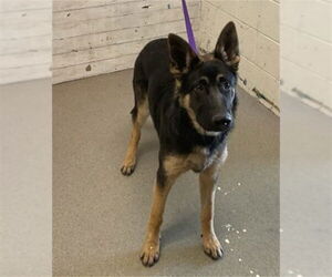 German Shepherd Dog Dogs for adoption in San Bernardino, CA, USA