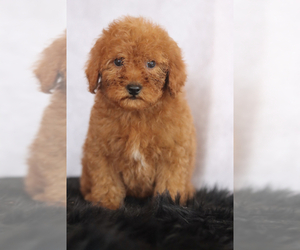 Goldendoodle (Miniature) Puppy for sale in ITASCA, TX, USA