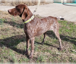 Mother of the German Shorthaired Pointer puppies born on 03/27/2023