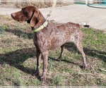 Small Photo #1 German Shorthaired Pointer Puppy For Sale in LEONARD, TX, USA