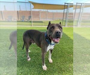 Mutt Dogs for adoption in Henderson, NV, USA