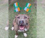 Small #7 American Pit Bull Terrier Mix
