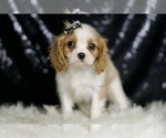 Small Photo #63 Cavalier King Charles Spaniel Puppy For Sale in WARSAW, IN, USA